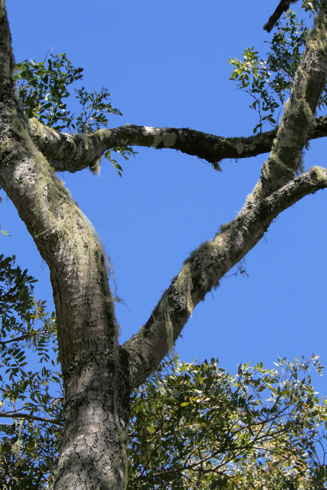 Msasa tree covered in lichens, Gosho Park