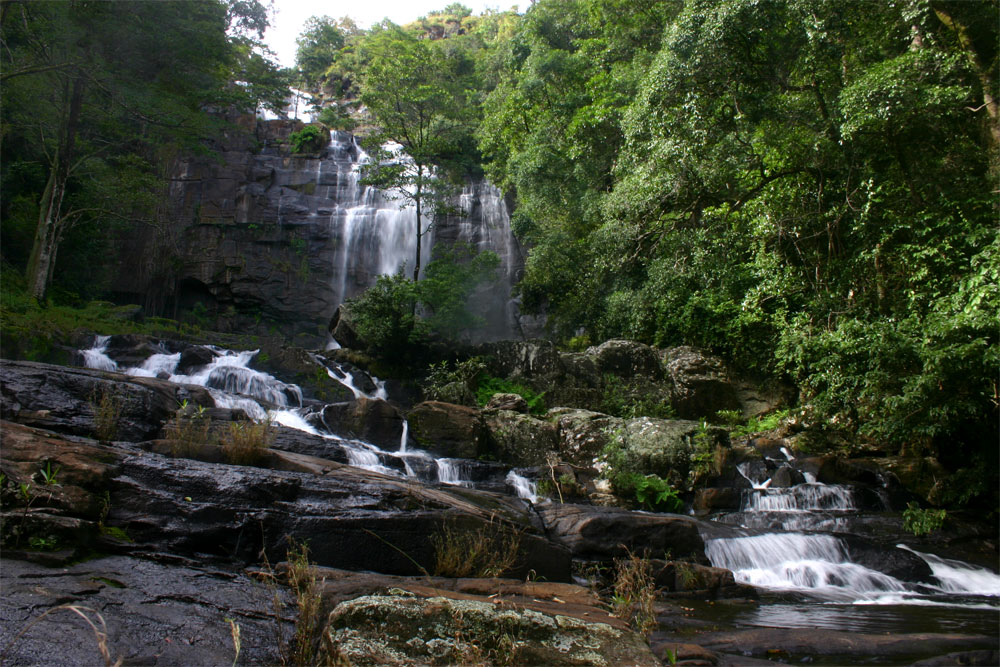 Evergreen forest at the base of the Falls