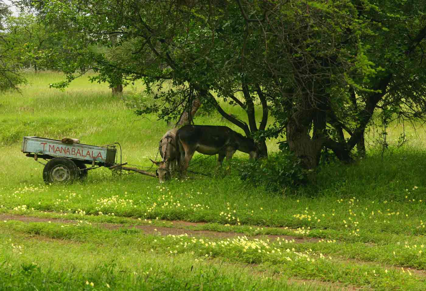 Shaded parking among carpets of Tribulus zeyheri.
