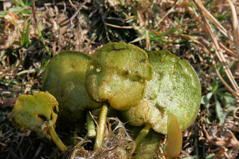 The plant turned upside down to show the spongy underside of the leaves
