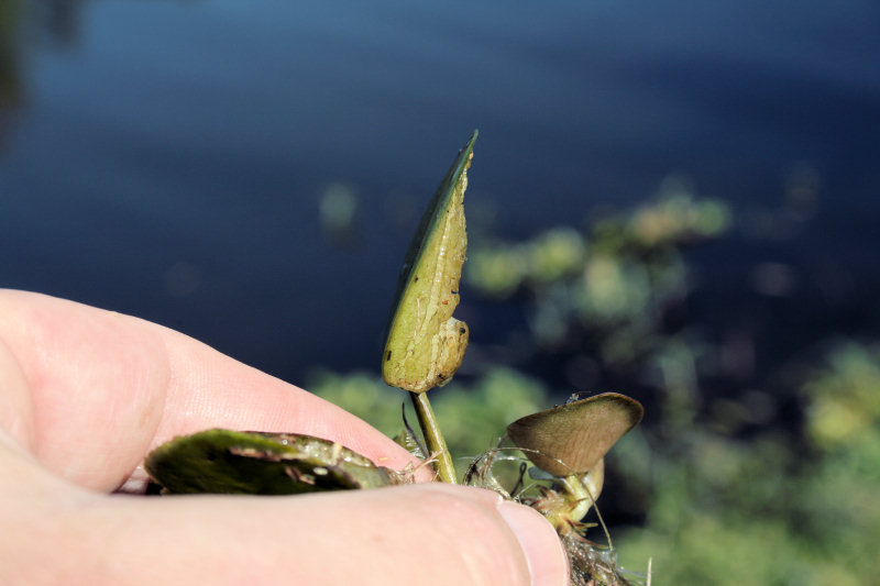 Side view of leaf showing how thick the spongy layer is