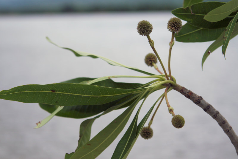Breonadia salicina by the Zambezi River, Zambia
