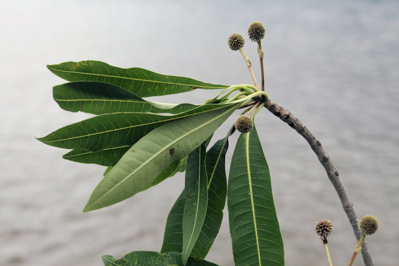Breonadia salicina by the Zambezi River, Zambia