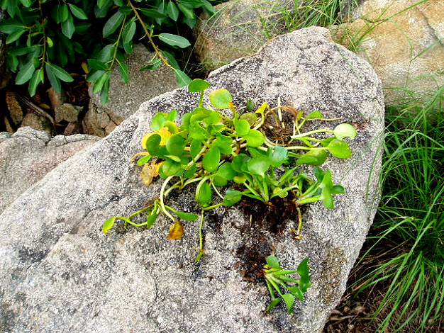 Limnobium laevigatum (upper left) and E. crassipes (lower right), December 2009. The two species look rather similar to each other at this stage. Limnobium laevigatum (upper left) and E. crassipes (lower right), December 2009. The two species look rather similar to each other at this stage.