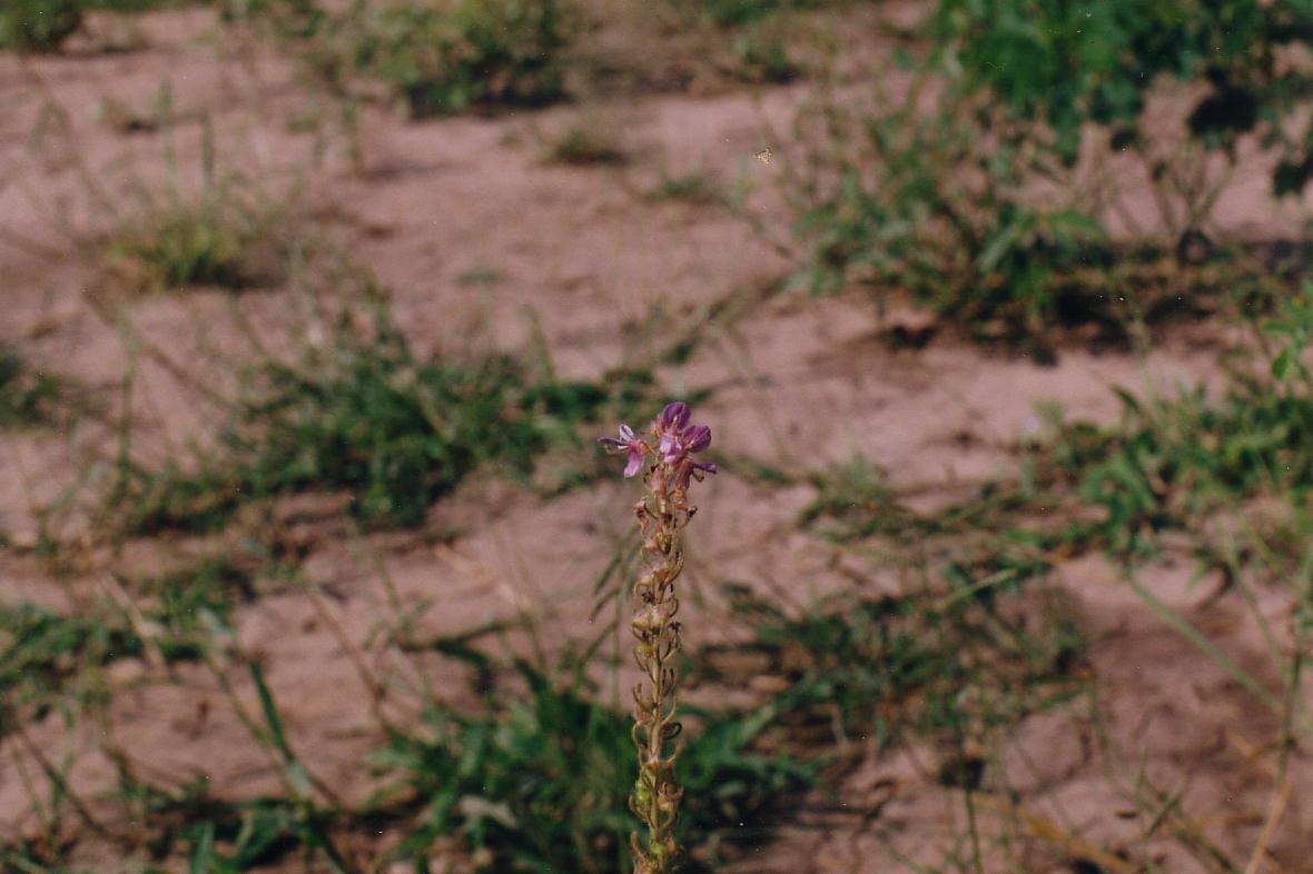 Close up of the inflorescence.