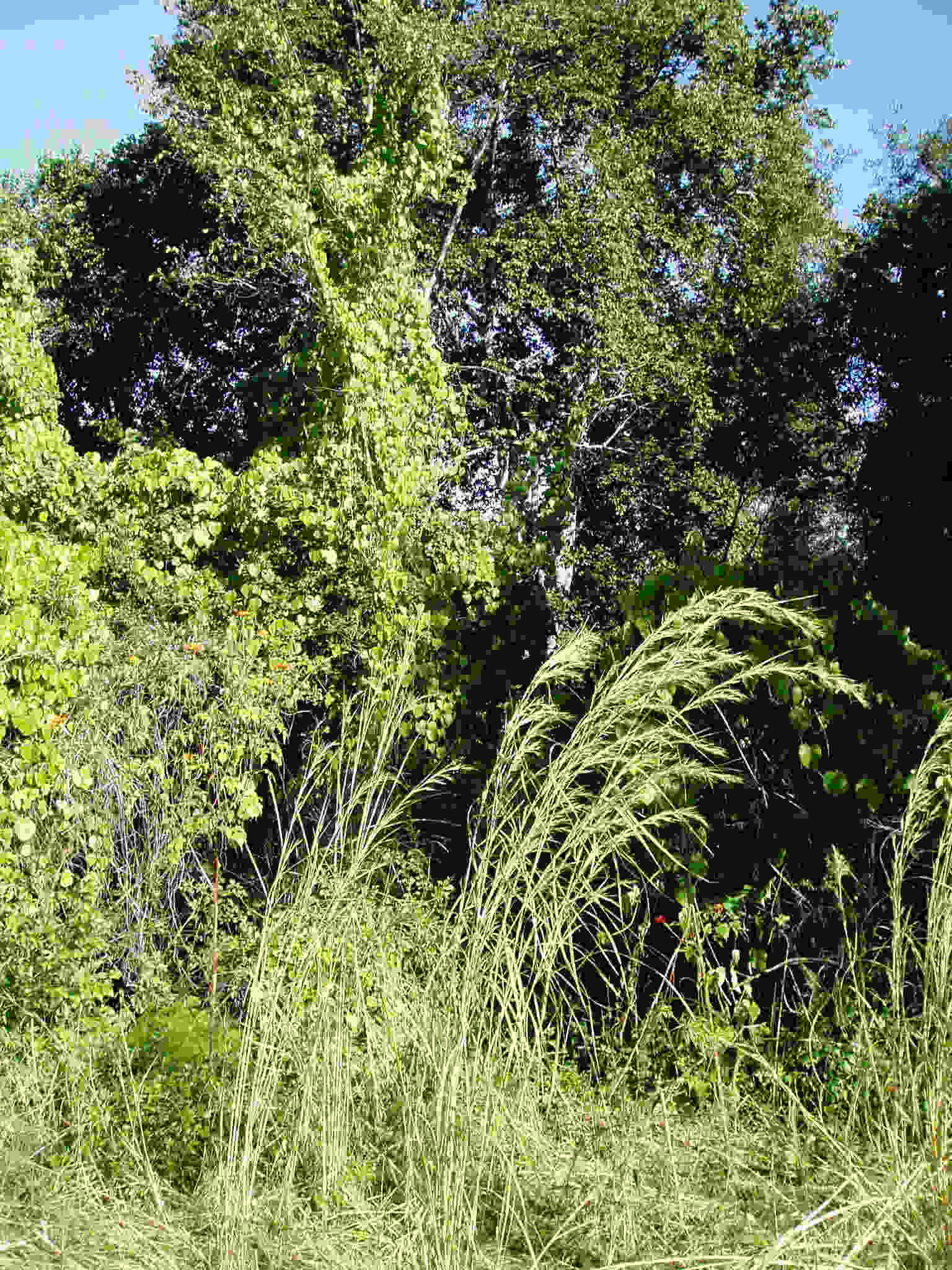 A vigorous climber (Dioscorea sp.) on the riverine trees