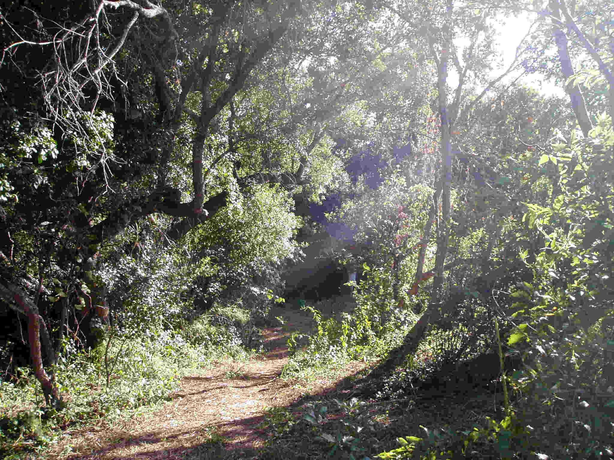 Path within the riverine forest