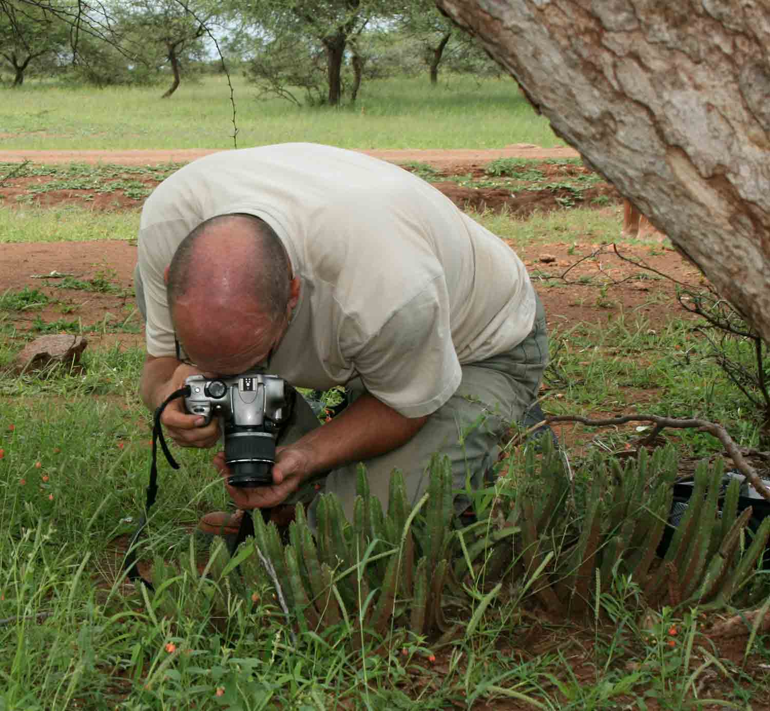 Bart Wursten photographing Stapelia getliffei in the Dibilishaba CL.