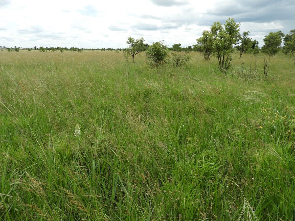 Mufumbwe Plain. Habitat: Open dambo/grassland. Location: Mufumbwe Plain, Mufumbwe District, North-Western Province.
