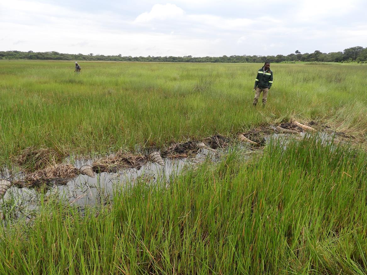 Nyikongola Dambo. Habitat: perennial wet dambo. Location: Chimwishi area, Mwinilunga District, North-Western Province.
