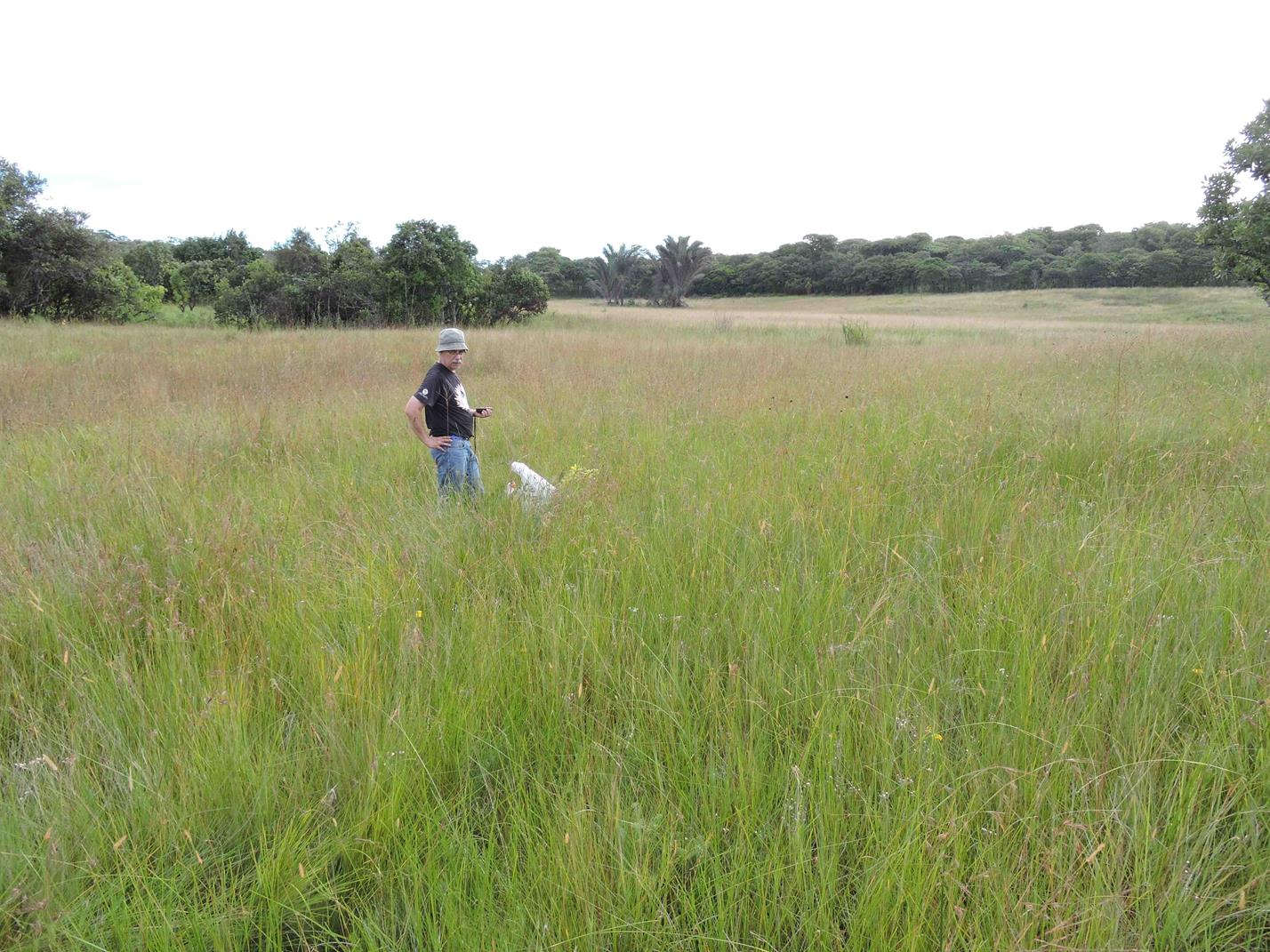 Benny in dambo above Kundalila Falls. Habitat: perennial wet dambo. Location: Kundalila Falls, Serenje District, Central Province