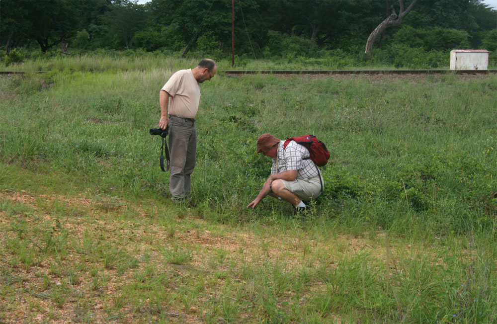 Bart and Mark botanising by the railway line on the road in to Main Camp