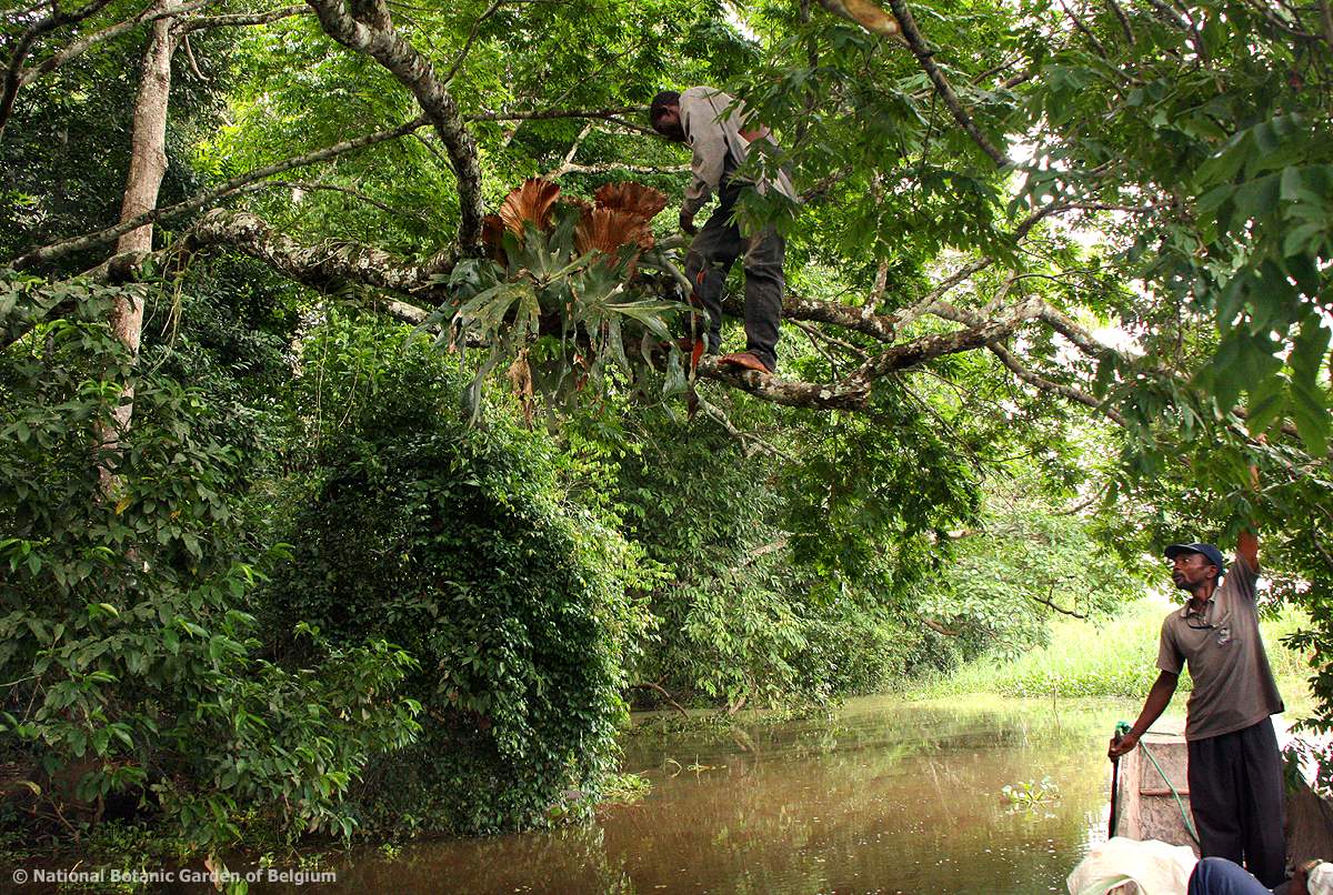 ....more collecting...